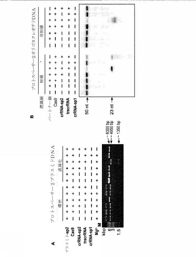 2018138054-ＲＮＡ依存性標的ＤＮＡ修飾およびＲＮＡ依存性転写調節のための方法および組成物 図000016