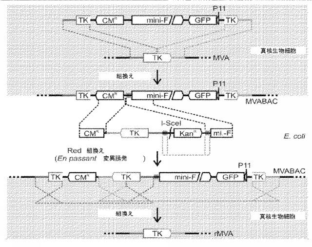 2019037235-ＵＬ１２８複合体の送達及びＣＭＶ感染の予防のためのＭＶＡワクチン 図000016