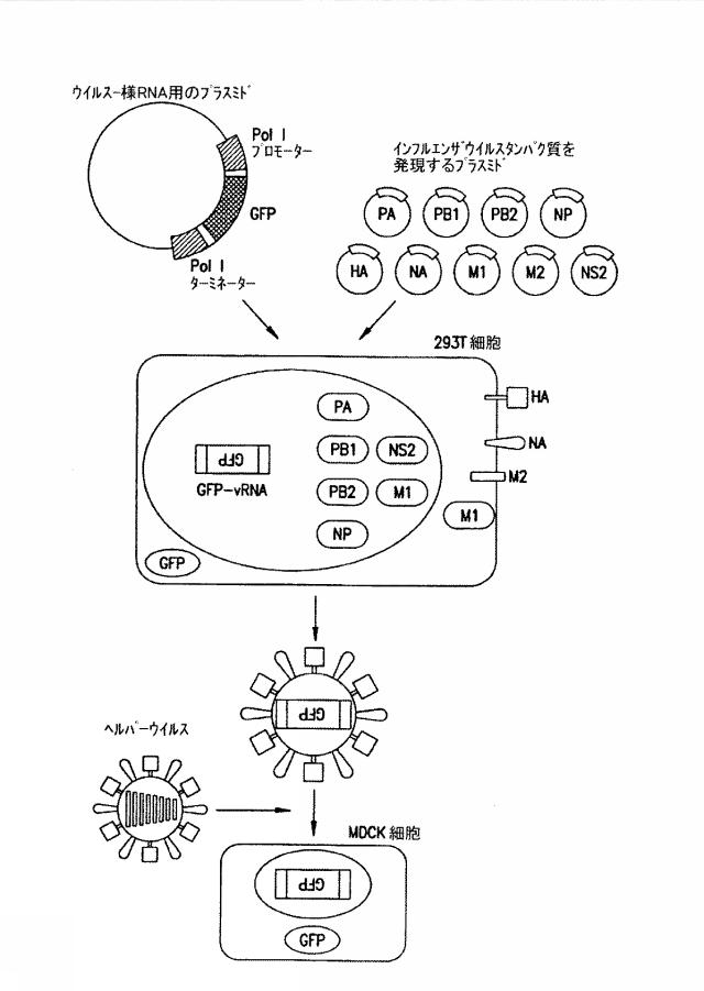 2015119735-ワクチンおよび遺伝子療法用の組換えインフルエンザウイルス 図000017