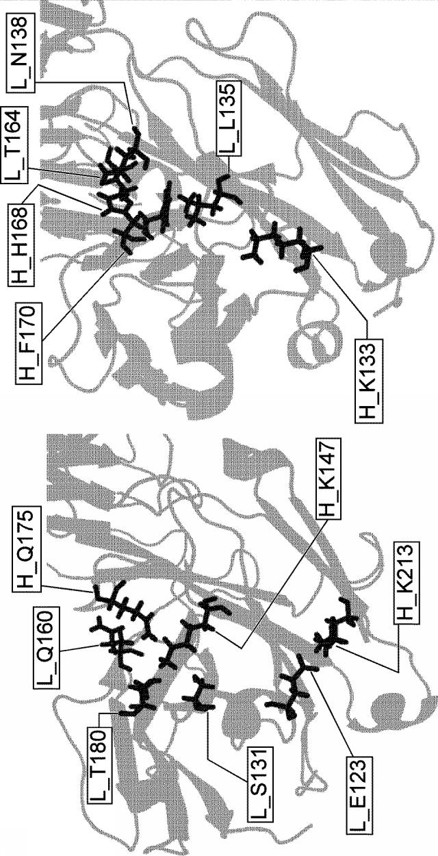 2017212981-重鎖と軽鎖の会合が制御された抗原結合分子 図000017