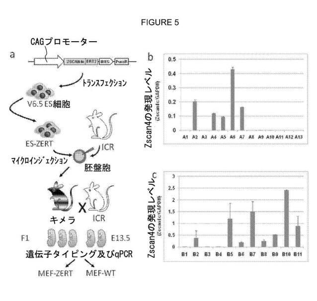 2017212985-ＺＳＣＡＮ４とＺＳＣＡＮ４依存性遺伝子を利用した体細胞の直接的な再プログラム化 図000017