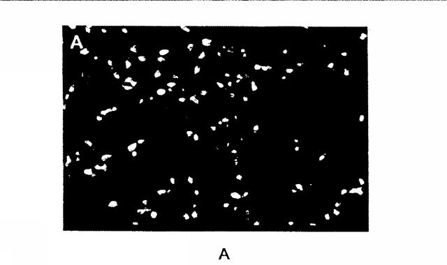 2015119735-ワクチンおよび遺伝子療法用の組換えインフルエンザウイルス 図000018