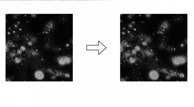 2016223931-蛍光画像の合焦システム、合焦方法および合焦プログラム 図000018