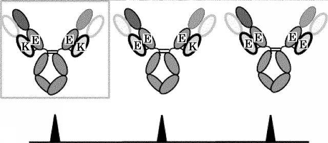 2017212981-重鎖と軽鎖の会合が制御された抗原結合分子 図000018