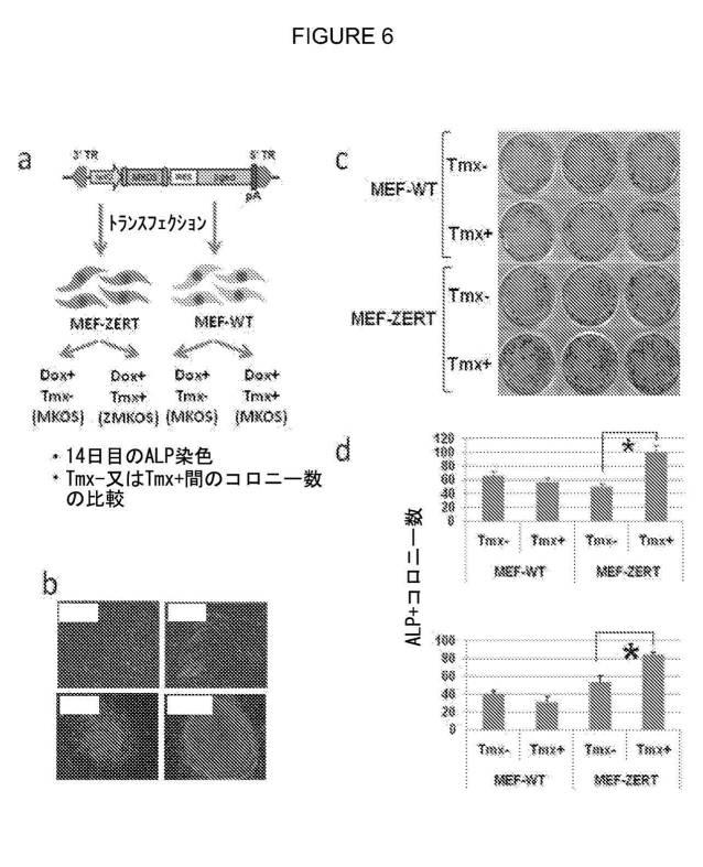 2017212985-ＺＳＣＡＮ４とＺＳＣＡＮ４依存性遺伝子を利用した体細胞の直接的な再プログラム化 図000018