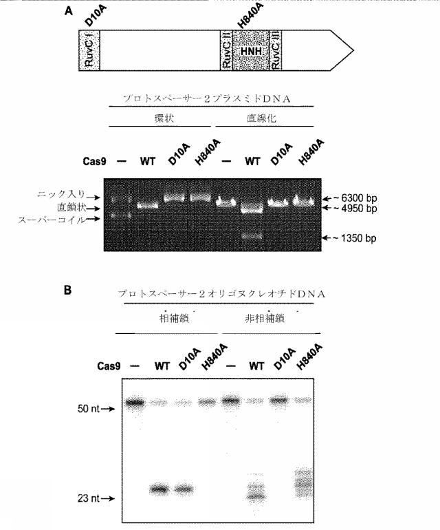 2018138054-ＲＮＡ依存性標的ＤＮＡ修飾およびＲＮＡ依存性転写調節のための方法および組成物 図000018