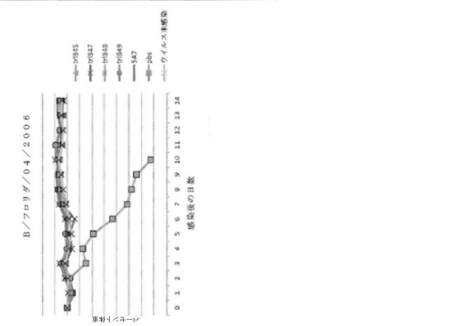 2020096618-インフルエンザ受動免疫に有用な抗体ならびにその使用のための組成物、組合せおよび方法 図000018
