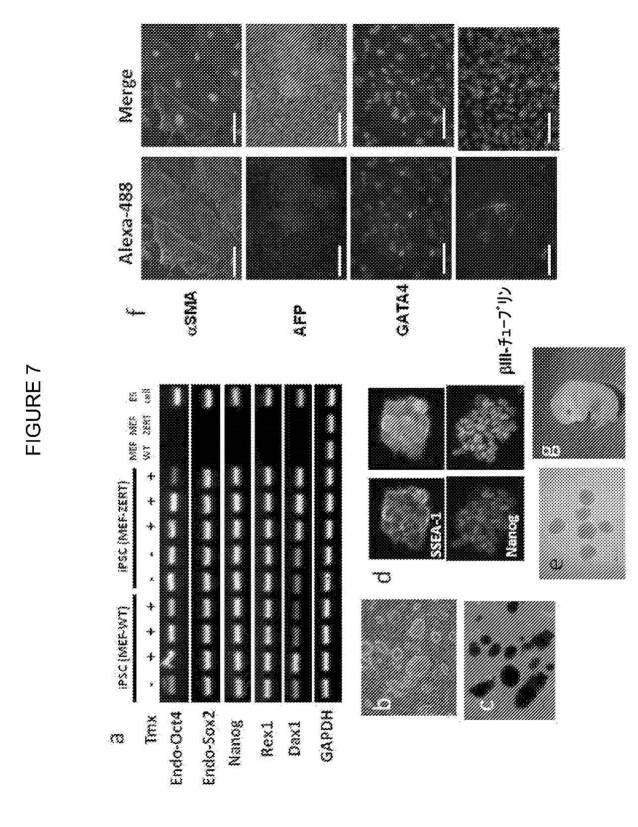 2017212985-ＺＳＣＡＮ４とＺＳＣＡＮ４依存性遺伝子を利用した体細胞の直接的な再プログラム化 図000019