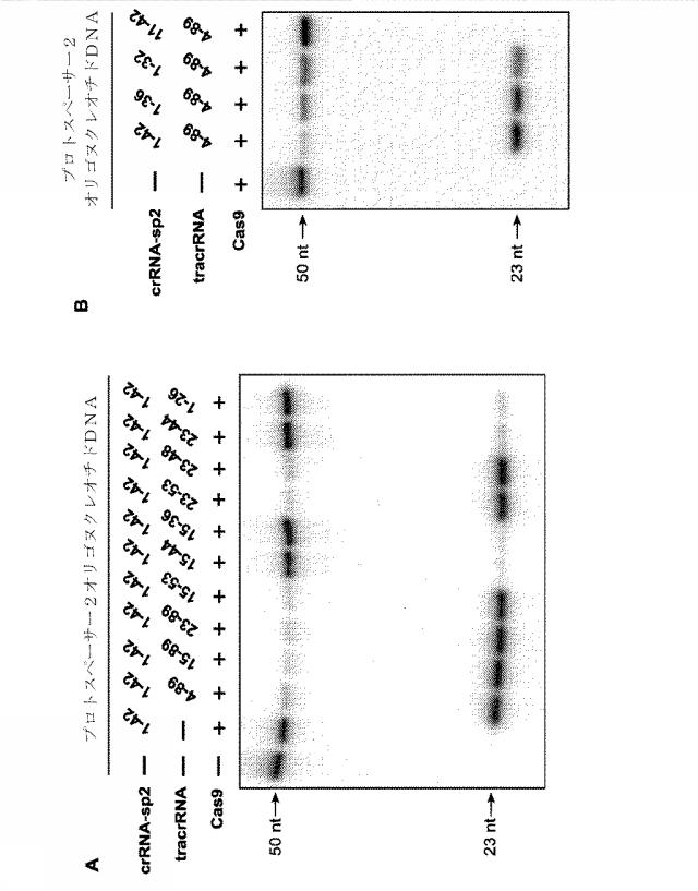2018138054-ＲＮＡ依存性標的ＤＮＡ修飾およびＲＮＡ依存性転写調節のための方法および組成物 図000019