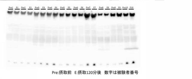 2021075545-血中フリー体ＡＩＭ増加用組成物 図000019