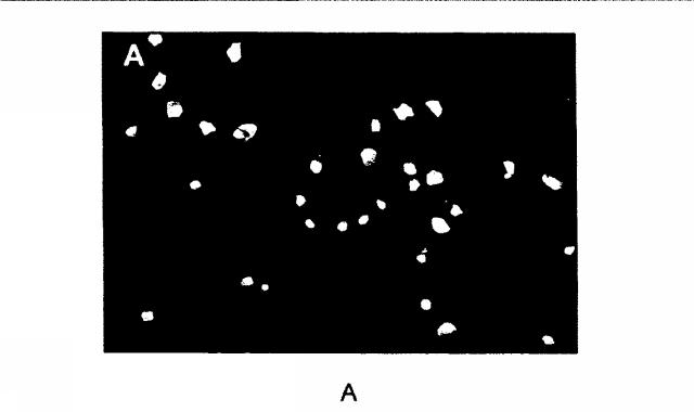 2015119735-ワクチンおよび遺伝子療法用の組換えインフルエンザウイルス 図000020