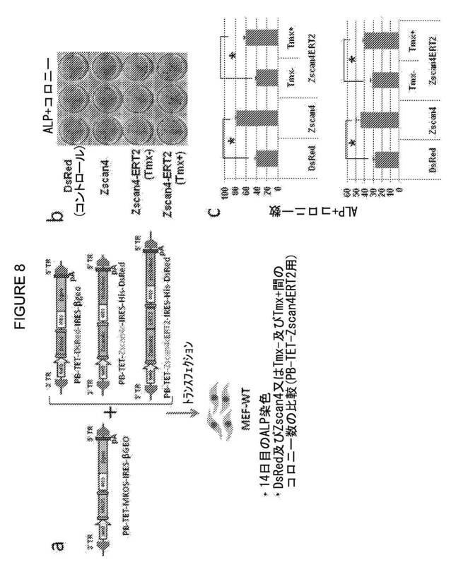 2017212985-ＺＳＣＡＮ４とＺＳＣＡＮ４依存性遺伝子を利用した体細胞の直接的な再プログラム化 図000020