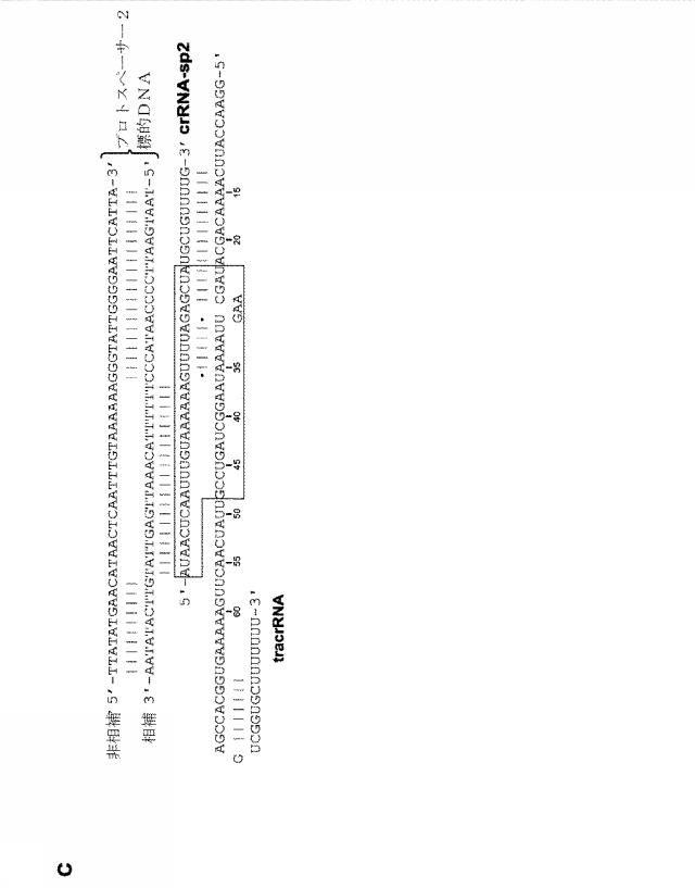 2018138054-ＲＮＡ依存性標的ＤＮＡ修飾およびＲＮＡ依存性転写調節のための方法および組成物 図000020