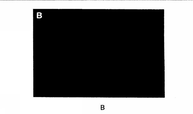 2015119735-ワクチンおよび遺伝子療法用の組換えインフルエンザウイルス 図000021