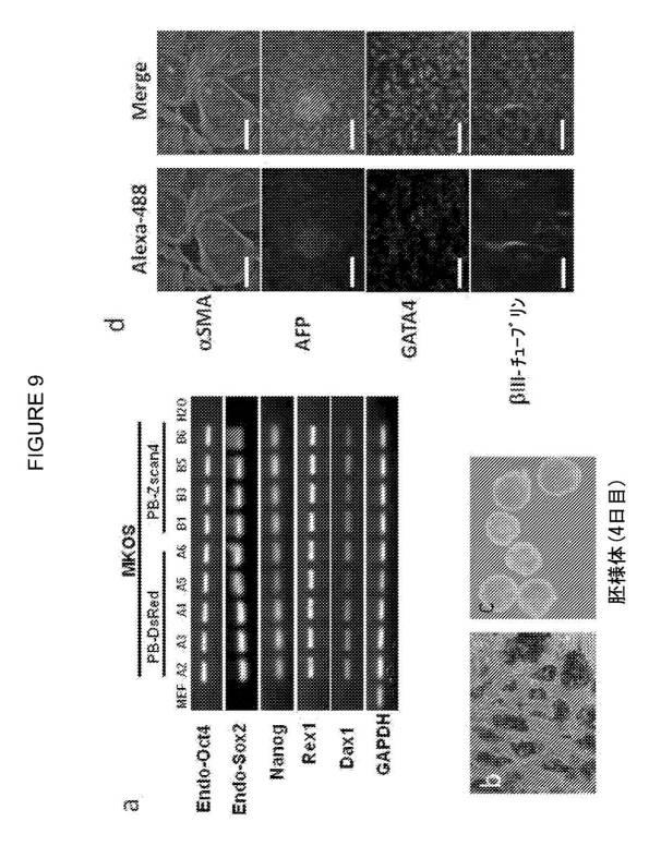 2017212985-ＺＳＣＡＮ４とＺＳＣＡＮ４依存性遺伝子を利用した体細胞の直接的な再プログラム化 図000021