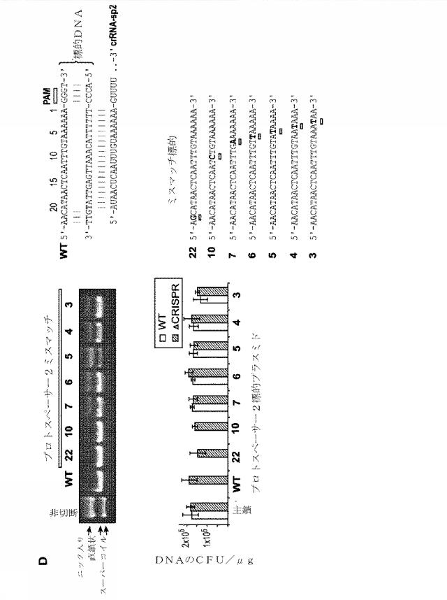 2018138054-ＲＮＡ依存性標的ＤＮＡ修飾およびＲＮＡ依存性転写調節のための方法および組成物 図000021