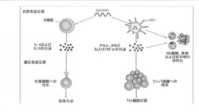 2021193143-免疫調節性Ｍ２単球を選択的に低減することによってがんを治療し、治療的免疫を増強するための方法および組成物 図000021