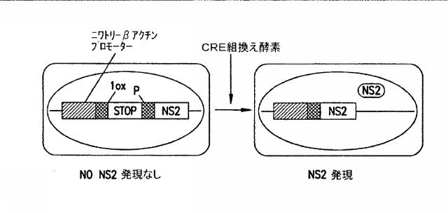 2015119735-ワクチンおよび遺伝子療法用の組換えインフルエンザウイルス 図000022