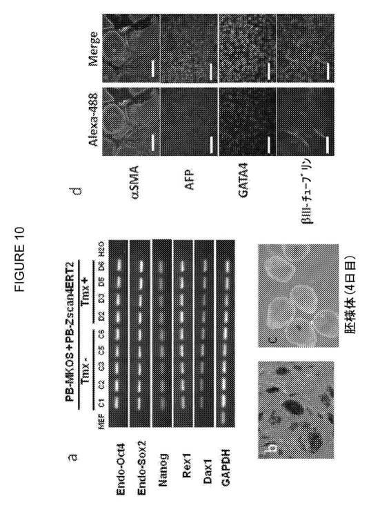 2017212985-ＺＳＣＡＮ４とＺＳＣＡＮ４依存性遺伝子を利用した体細胞の直接的な再プログラム化 図000022