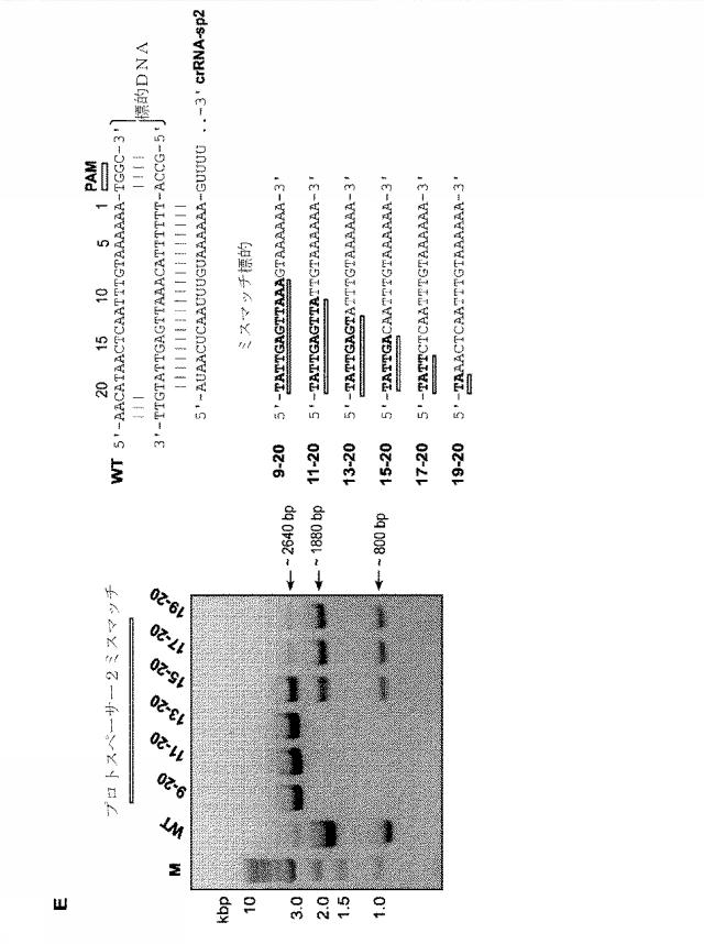 2018138054-ＲＮＡ依存性標的ＤＮＡ修飾およびＲＮＡ依存性転写調節のための方法および組成物 図000022