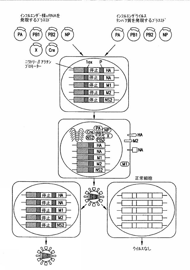 2015119735-ワクチンおよび遺伝子療法用の組換えインフルエンザウイルス 図000023