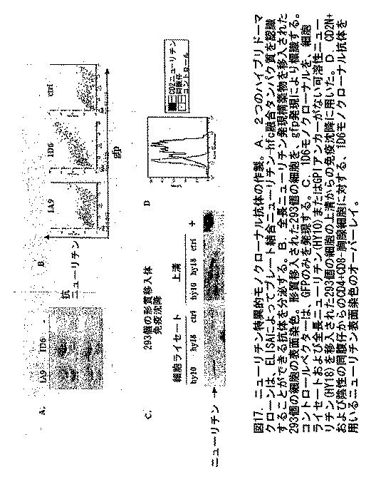 2016183163-抗体、アゴニストおよびアンタゴニストを用いてニューリチン遺伝子をターゲティングすることによる調節性Ｔ細胞およびＤＣの機能の操作 図000023