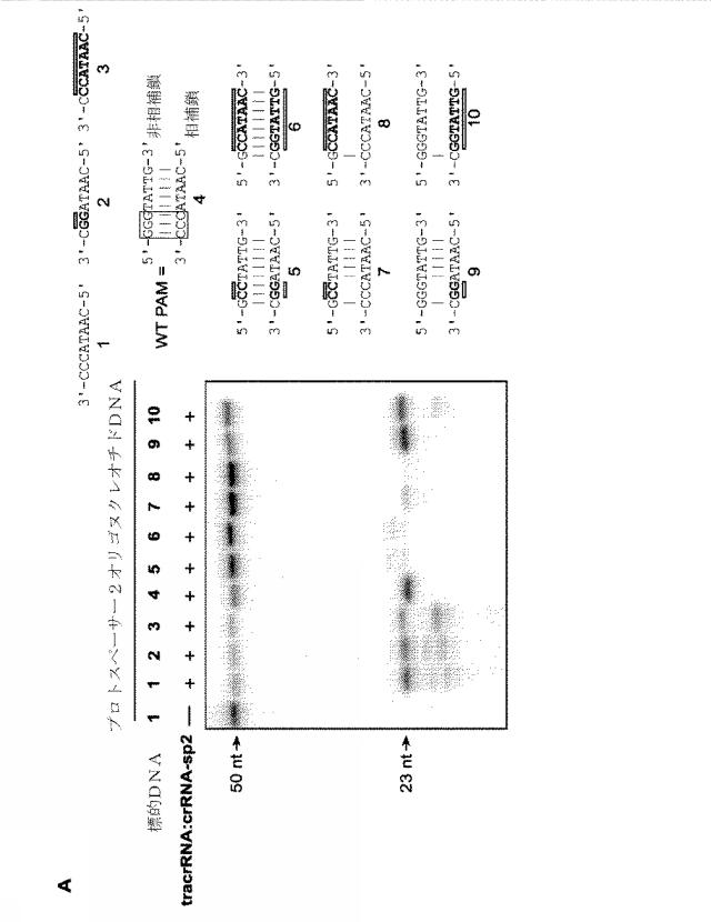 2018138054-ＲＮＡ依存性標的ＤＮＡ修飾およびＲＮＡ依存性転写調節のための方法および組成物 図000023