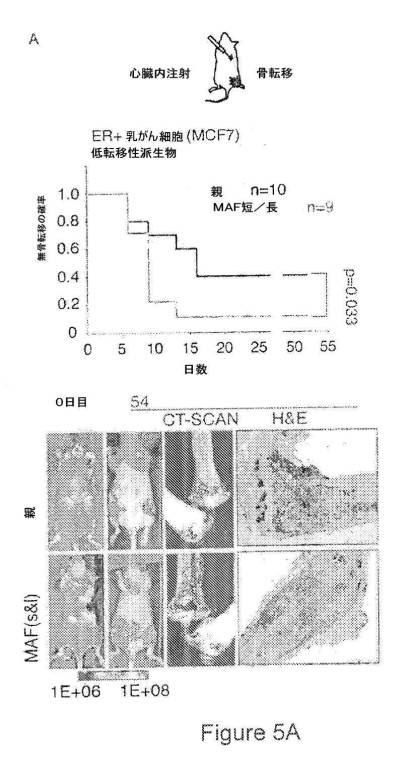 2021007408-がん転移の予後診断および処置のための方法 図000023