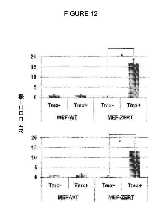 2017212985-ＺＳＣＡＮ４とＺＳＣＡＮ４依存性遺伝子を利用した体細胞の直接的な再プログラム化 図000024