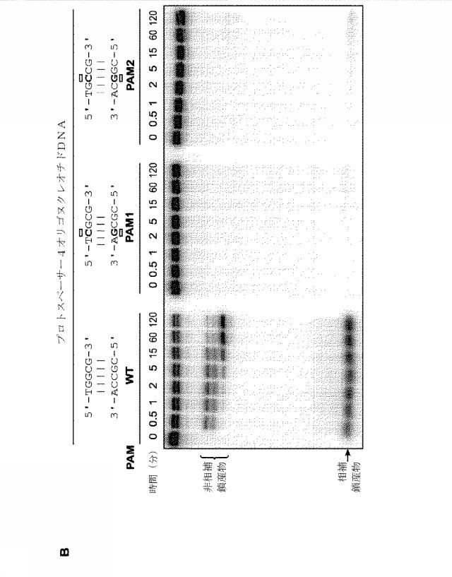 2018138054-ＲＮＡ依存性標的ＤＮＡ修飾およびＲＮＡ依存性転写調節のための方法および組成物 図000024
