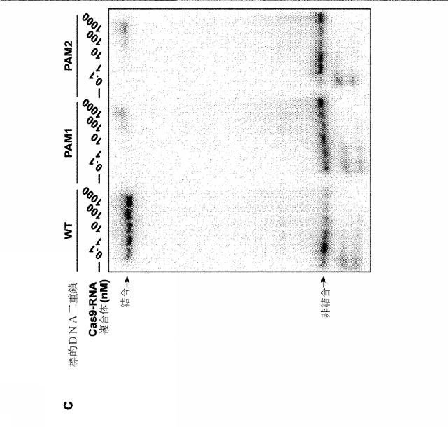 2018138054-ＲＮＡ依存性標的ＤＮＡ修飾およびＲＮＡ依存性転写調節のための方法および組成物 図000025