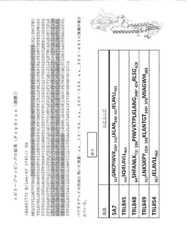 2020096618-インフルエンザ受動免疫に有用な抗体ならびにその使用のための組成物、組合せおよび方法 図000025