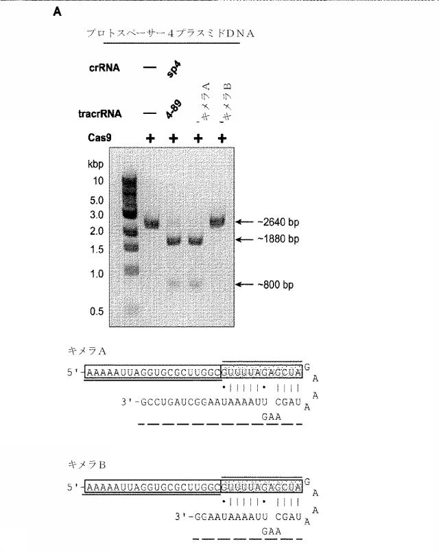2018138054-ＲＮＡ依存性標的ＤＮＡ修飾およびＲＮＡ依存性転写調節のための方法および組成物 図000026
