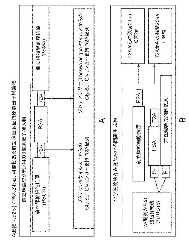 2022003050-前立腺がん関連抗原を使用する腫瘍ワクチン接種用の組成物及び方法 図000026