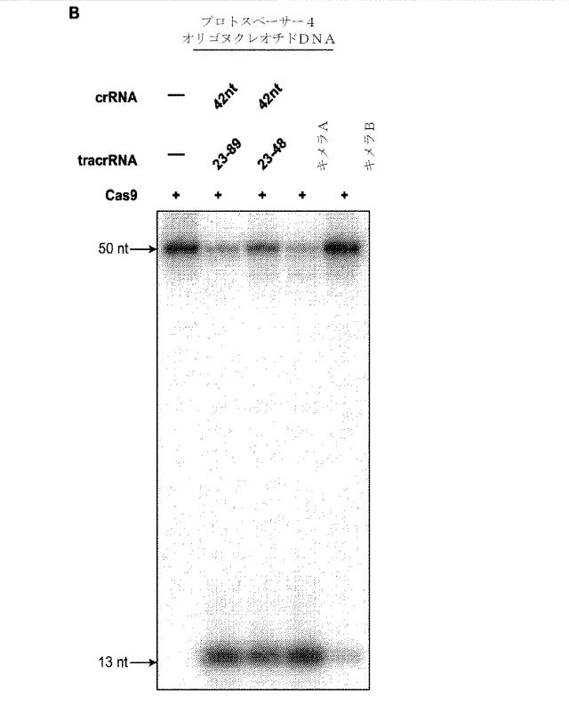 2018138054-ＲＮＡ依存性標的ＤＮＡ修飾およびＲＮＡ依存性転写調節のための方法および組成物 図000027