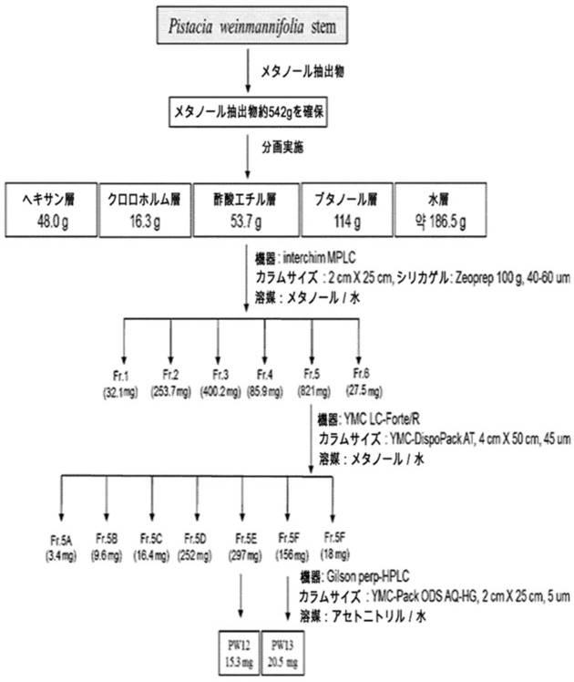 2018162247-ピスタキア  ウェインマニフォリア抽出物、その分画物またはこれらから分離された化合物を含む慢性閉塞性肺疾患（ＣＯＰＤ）の予防または治療用薬学的組成物 図000027
