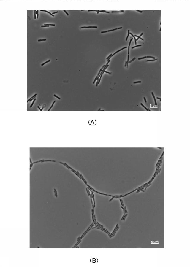 2019181182-化学剤の除染方法及び生物剤の除染方法 図000027