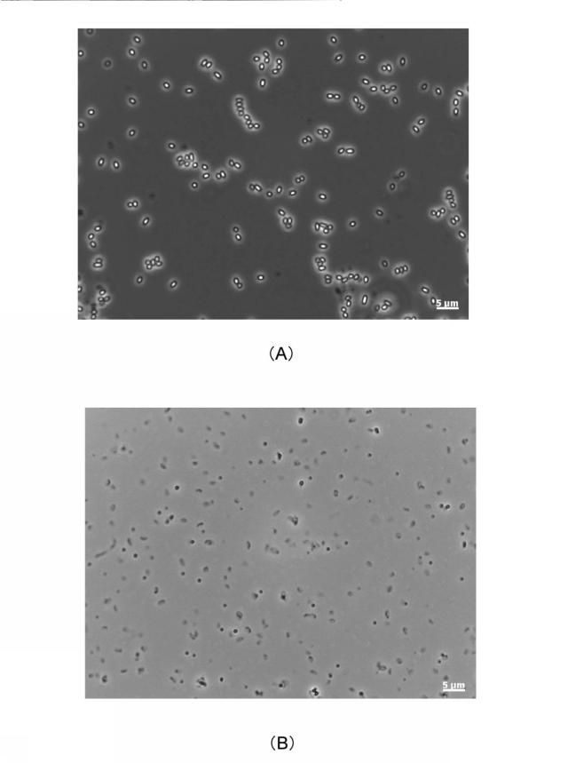 2019181182-化学剤の除染方法及び生物剤の除染方法 図000028