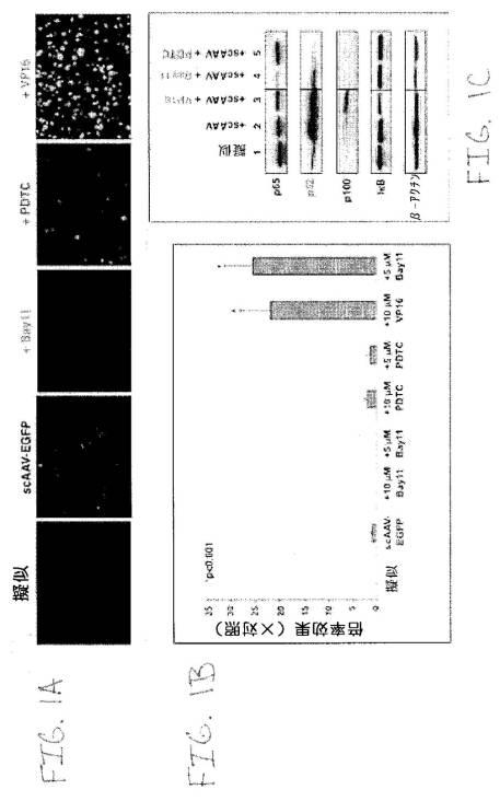 2020048571-キャプシド修飾ｒＡＡＶ３ベクター組成物およびヒト肝がんの遺伝子治療における使用方法 図000028