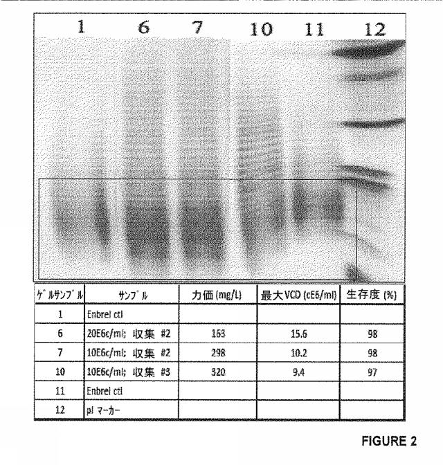 2020073503-タンパク質産生方法 図000028