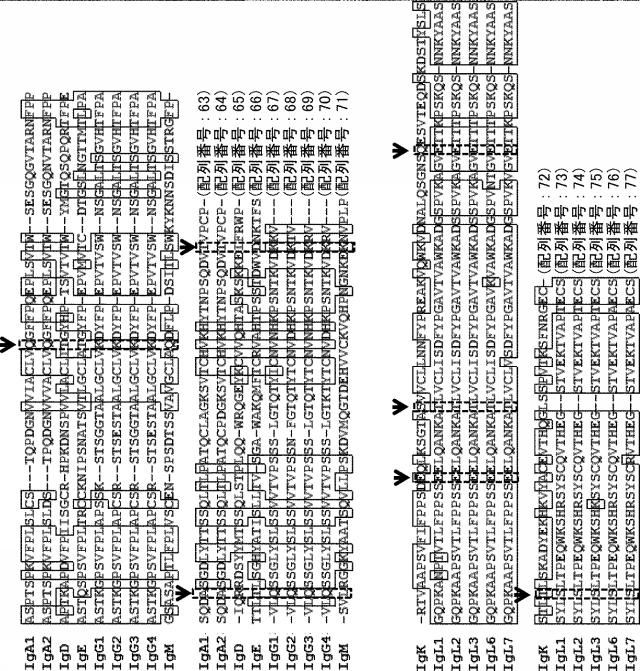2017212981-重鎖と軽鎖の会合が制御された抗原結合分子 図000029