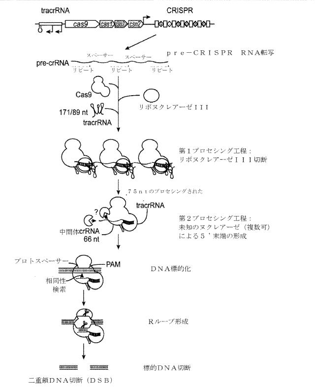 2018138054-ＲＮＡ依存性標的ＤＮＡ修飾およびＲＮＡ依存性転写調節のための方法および組成物 図000029