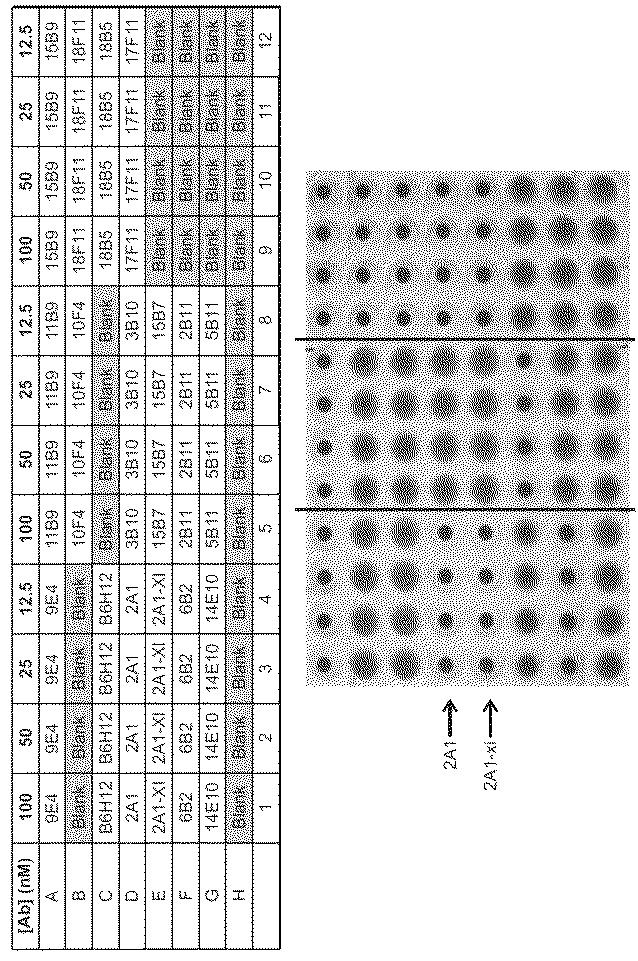 2018177813-血小板非減少性かつ赤血球非減少性ＣＤ４７抗体及びその使用方法 図000029