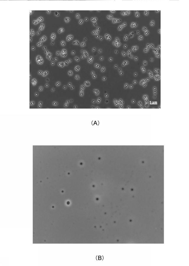 2019181182-化学剤の除染方法及び生物剤の除染方法 図000029