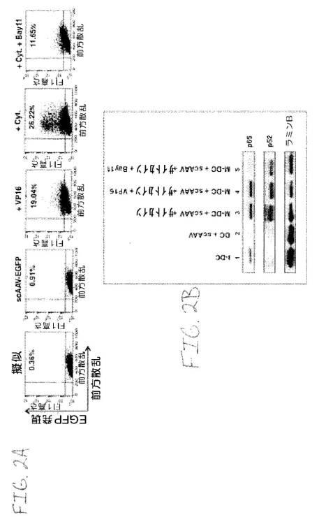 2020048571-キャプシド修飾ｒＡＡＶ３ベクター組成物およびヒト肝がんの遺伝子治療における使用方法 図000029