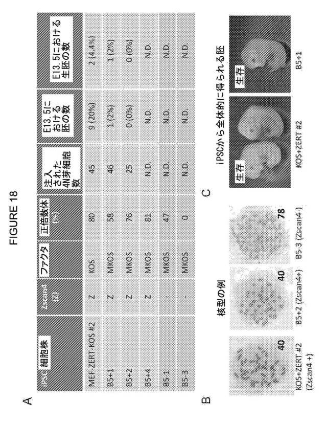 2017212985-ＺＳＣＡＮ４とＺＳＣＡＮ４依存性遺伝子を利用した体細胞の直接的な再プログラム化 図000030