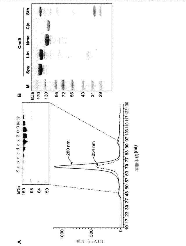 2018138054-ＲＮＡ依存性標的ＤＮＡ修飾およびＲＮＡ依存性転写調節のための方法および組成物 図000030