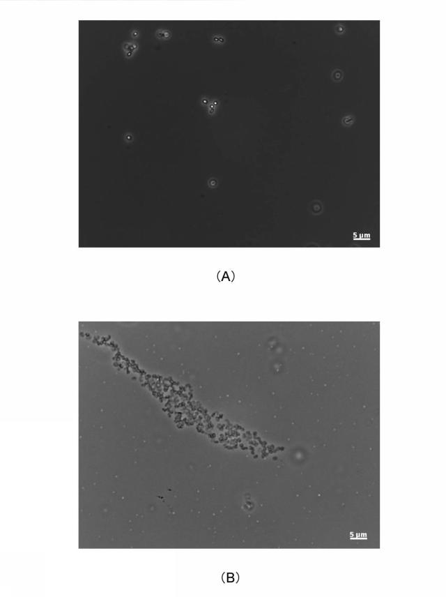 2019181182-化学剤の除染方法及び生物剤の除染方法 図000030
