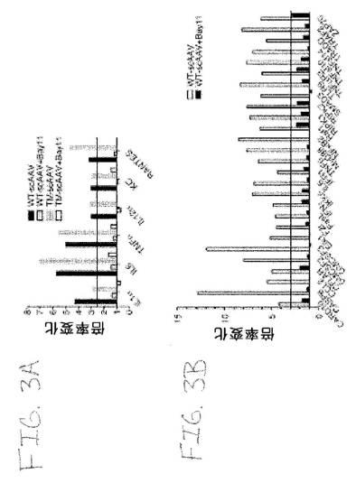 2020048571-キャプシド修飾ｒＡＡＶ３ベクター組成物およびヒト肝がんの遺伝子治療における使用方法 図000030