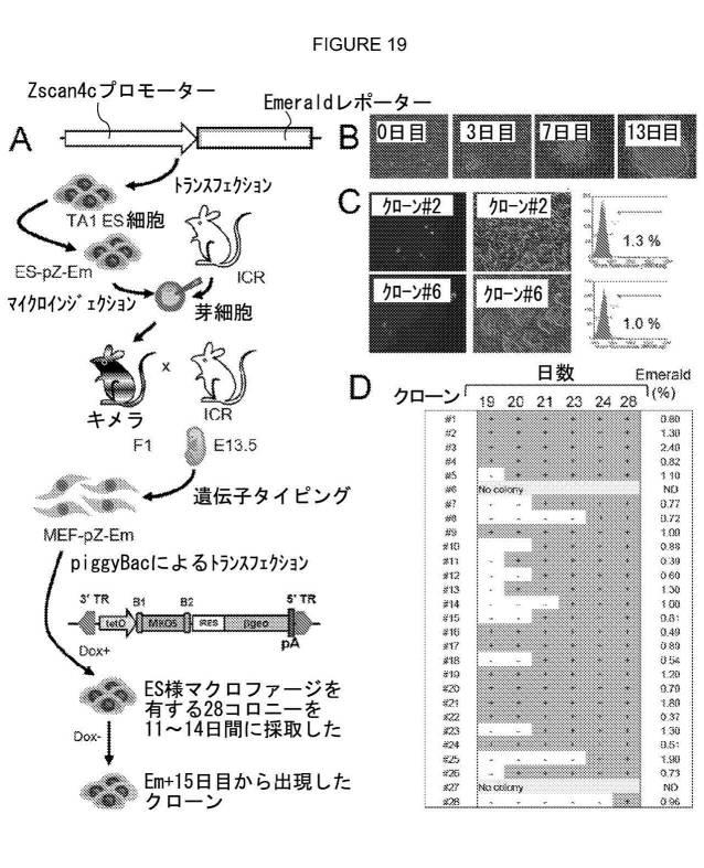 2017212985-ＺＳＣＡＮ４とＺＳＣＡＮ４依存性遺伝子を利用した体細胞の直接的な再プログラム化 図000031